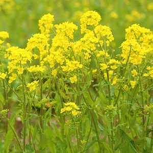 Сидерати і кормові культ Сидерати і кормові культ