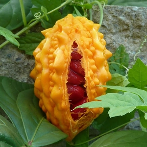 Екзотичні культури Екзотичні культури