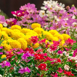 Квіти Квіти