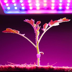 Фітолампи для рослин Фітолампи для рослин