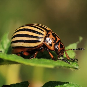 Засоби захисту рослин Засоби захисту рослин