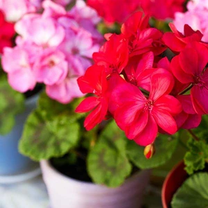 Кімнатні рослини Кімнатні рослини