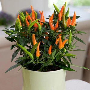 Балконні грядка Балконні грядка