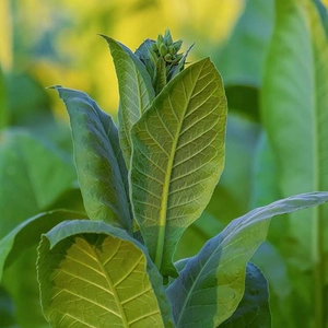 Тютюн Тютюн