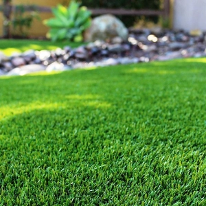 Газонна трава Газонна трава