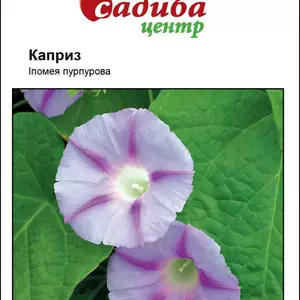 Однорічні Однорічні